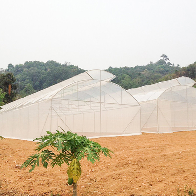 Top Vent Automatic Multi Tunnel Umbrella Single Span Greenhouse For Tomato Planting