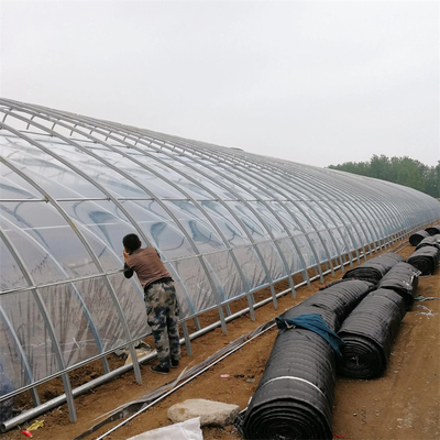 Tunnel Passive Solar Greenhouse Single Span With Quilt For Cold Area Hydroponic