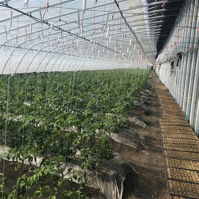 Agriculture Tomato Passive Solar Greenhouse With Heating System