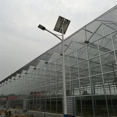 Multi Span Venlo Glass Greenhouse With Seedbed Hydroponic For Tomato Strawberry