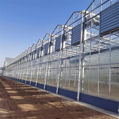 Commercial Glass Multi Span Greenhouse Agricultural Plants Cultivation