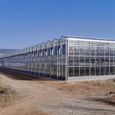 Commercial Glass Multi Span Greenhouse Agricultural Plants Cultivation