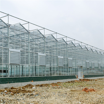 Multi Span Galvanized Steel Frame Glass Covering Venlo Glass Greenhouse