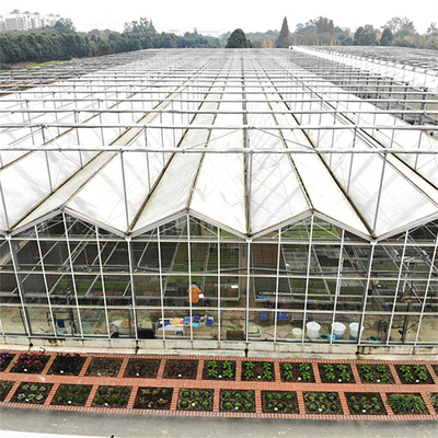 Multi Span Galvanized Steel Frame Glass Covering Venlo Glass Greenhouse