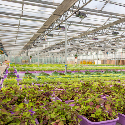 Multi-span Agricultural Greenhouses Venlo Tempered Glass Greenhouse With Hydroponic Growing System