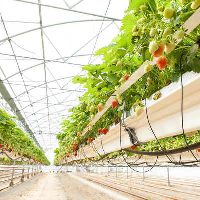 Multi Span Mental Pipe Plastic Tomato Greenhouse Doom For Agriculture