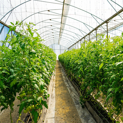 Agriculture Plants Growing Farming Polyethylene Film Single Span Tunnel Plastic Greenhouse