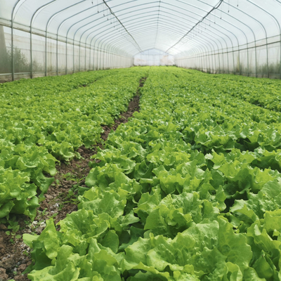 Irrigation System Productive Single-span greenhouses Agriculture Green House For Sale