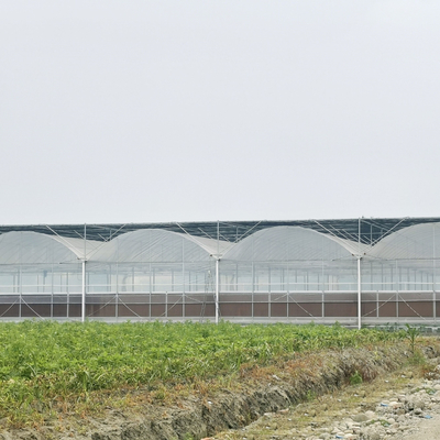 Turnkey Projects Installed Commercial Hydroponic Plastic Film Green House Multi-span Agricultural Greenhouses