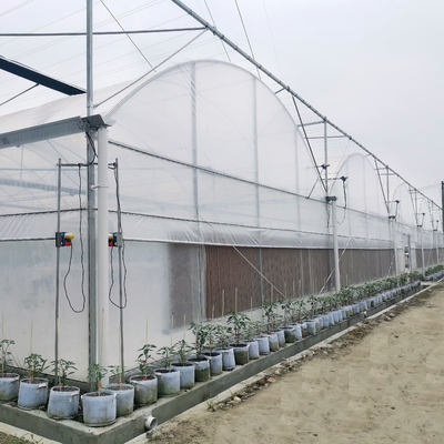 Tomato Commercial Hydroponic System Multispan Greenhouse With Climate Control Systems
