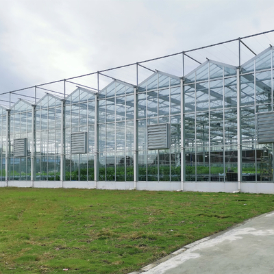 Multi-span Agricultural Greenhouses Venlo Tempered Glass Greenhouse With Hydroponic Growing System
