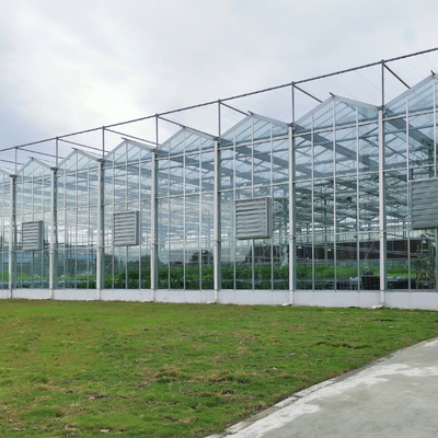 Multi-Span Greenhouse Duble Plate Glass Galvanized Greenhouse Structure Glass Dutch Greenhouse Vertical