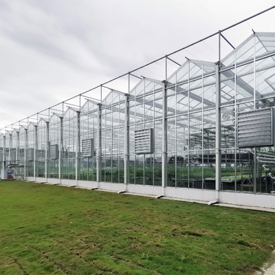 Multi-Span Greenhouse Duble Plate Glass Galvanized Greenhouse Structure Glass Dutch Greenhouse Vertical