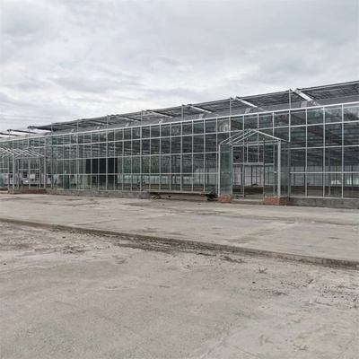 Multi-span Agricultural Greenhouses Venlo Tempered Glass Greenhouse With Hydroponic Growing System