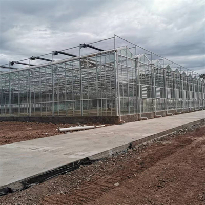 Multi-span Agricultural Greenhouses Venlo Tempered Glass Greenhouse With Hydroponic Growing System