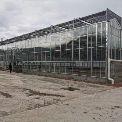 Multi-span Agricultural Greenhouses Venlo Tempered Glass Greenhouse With Hydroponic Growing System