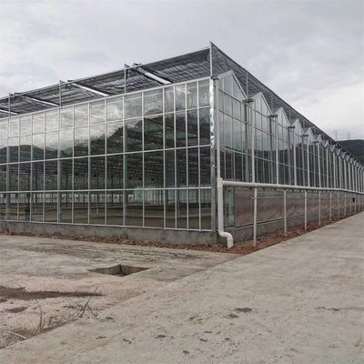 Multi-span Agricultural Greenhouses Venlo Tempered Glass Greenhouse With Hydroponic Growing System