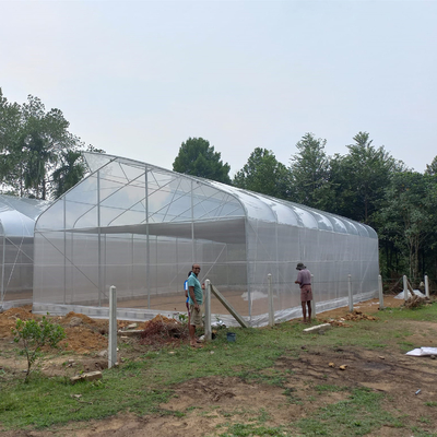 OEM Hydroponic Tunnel Plastic Greenhouse Galvanizing Steel Farm Supply Greenhouse