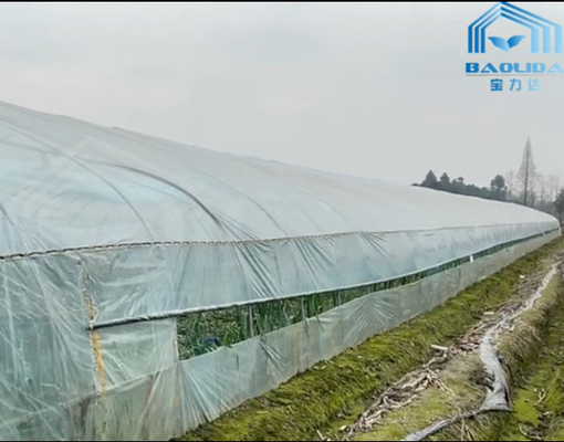 Clear Single Span Poly Greenhouse Farming For Chilli Onion Growing
