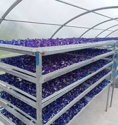Durable UV Protected Fish Herb Solar Drying Greenhouse with Stable Structure for Plant and Food Drying