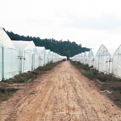 Single Layer Warm Plastic Film Greenhouse Malaysia Tomato Flower Greenhouse For Farming