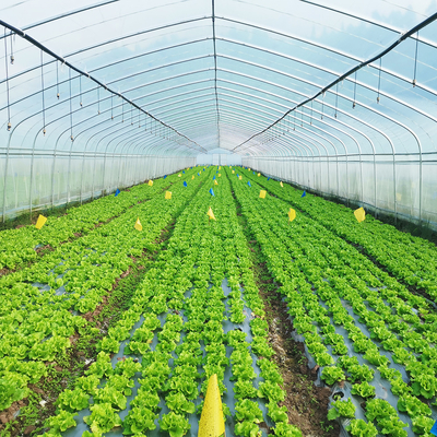 Single Layer Warm Plastic Film Greenhouse Malaysia Tomato Flower Greenhouse For Farming