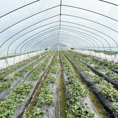 Hot Sale Poly Tunnel Strawberry Greenhouse Agricultural Single-span Greenhouse For Strawberry Growing