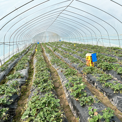 Hot Sale Poly Tunnel Strawberry Greenhouse Agricultural Single-span Greenhouse For Strawberry Growing