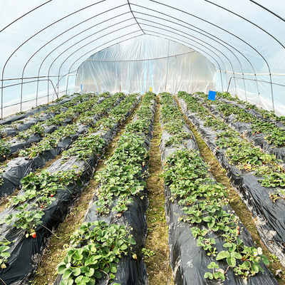 Hot Sale Poly Tunnel Strawberry Greenhouse Agricultural Single-span Greenhouse For Strawberry Growing