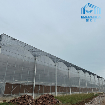 Intelligent Galvanized Tube Steel Pipe Tomato Plastic Film Arch Hothouse Agricultural Multi-span Greenhouse For Sale