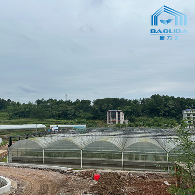 Intelligent Galvanized Tube Steel Pipe Tomato Plastic Film Arch Hothouse Agricultural Multi-span Greenhouse For Sale