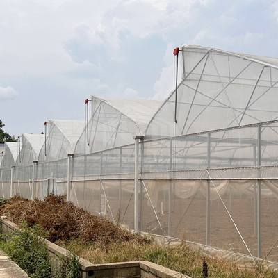 Tropical Area Cooling Ventilation Control System Sawtooth Roof Multispan Poly Greenhouse