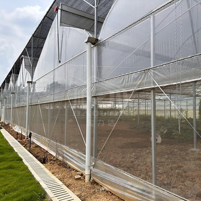 Tropical Area Cooling Ventilation Control System Sawtooth Roof Multispan Poly Greenhouse