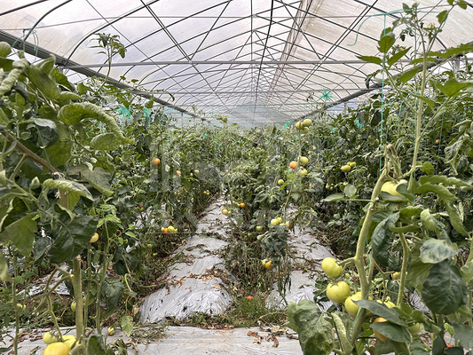 Hot Dip Galvanized Steel Pipe Green House Hothouse Ventilated Plastic Sawtooth Multi-span Film Tropical Greenhouse