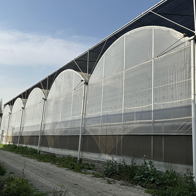 Agriculture Large Green House Metal Frame Multispan Vegetables Growing Tunnel Multi Span Film Greenhouse