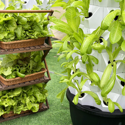 ABS PP Hydroponics The Top-Notch Irrigation System for and Sustainable Crop Production