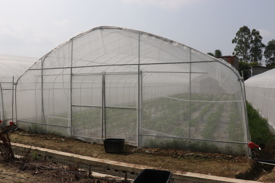 Polytunnel Sri Lanka Colombo Steel Frame Greenhouse Single Span