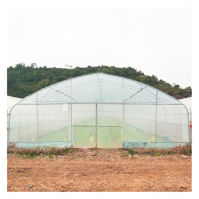 Stable Structure Polyethylene Film Greenhouse / Vegetable Tomato Plant Greenhouse