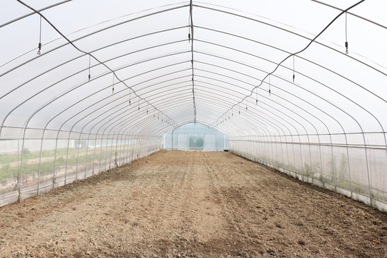 Stable Structure Polyethylene Film Greenhouse / Vegetable Tomato Plant Greenhouse