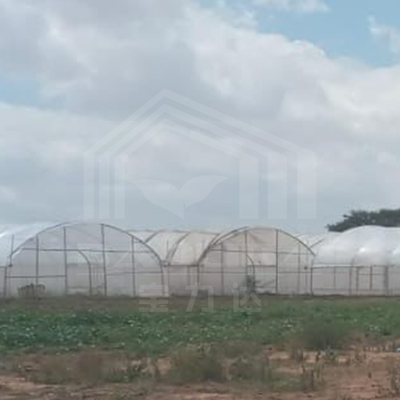 Galvanized Frame Tunnel Greenhouse For Efficient Vegetable Production