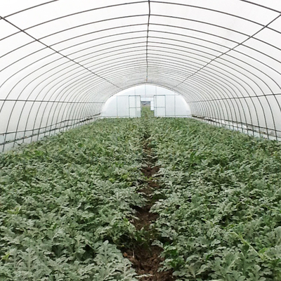 Galvanized Frame Tunnel Greenhouse For Efficient Vegetable Production