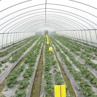 Galvanized Frame Tunnel Greenhouse For Efficient Vegetable Production