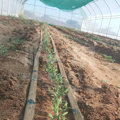 Galvanized Frame Tunnel Greenhouse For Efficient Vegetable Production