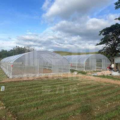 6x15m Multipurpose Tunnel Greenhouse With Superior Light Transmission