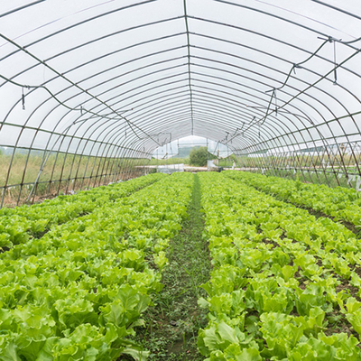 Customized Agricultural Tunnel Greenhouse With PE Film Covering