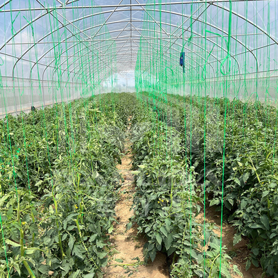 Customized Agricultural Tunnel Greenhouse With PE Film Covering