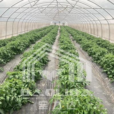 6x15m Tunnel Greenhouse For Flower And Vegetable Farming Projects