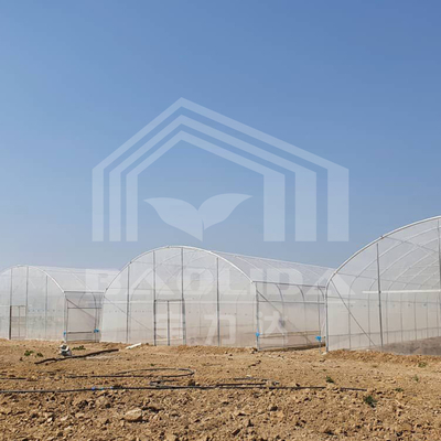 Cost-Effective Tunnel Greenhouse With PE Cover For Vegetables And Flowers