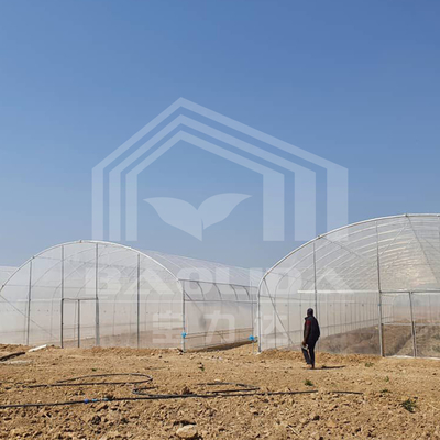 Cost-Effective Tunnel Greenhouse With PE Cover For Vegetables And Flowers