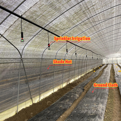 Customizable Manual or Electric Roll Up Ventilation Agricultural Greenhouse for Mushroom Farming